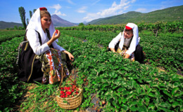 Otvoren Natječaj za provedbu Programa kreditiranja razvitka  poljoprivrede i agroturizma u Splitsko-dalmatinskoj županiji za 2016. godinu